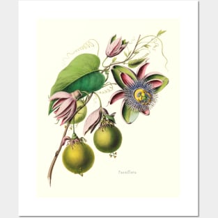 Passionfruit Flower from an Antique French Illustration Posters and Art